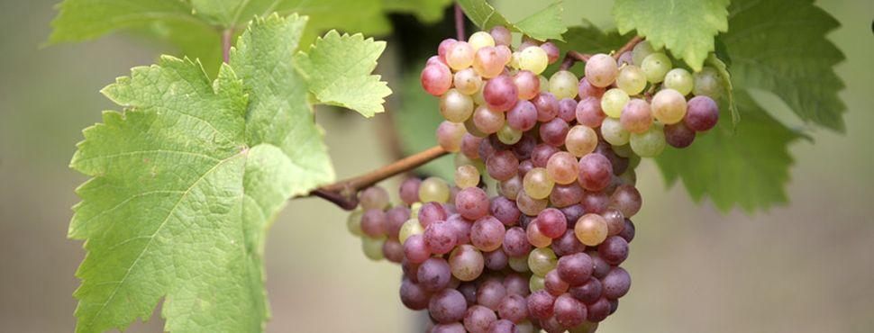 Pinot Gris from Luxembourg